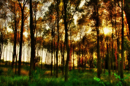 Grove Aire In The Afternoon by David ZImagery, I took one of this area the other morning.  On the way by late on this afternoon, I again found some