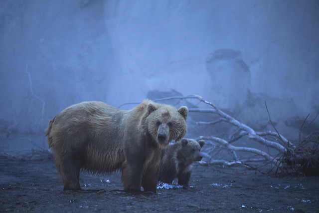 Kamchatka Brown Bear Sow and Cub Lake Kurilskoye Kamchatka Russia Far East