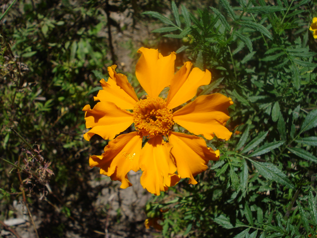 Flor de Cempasuchil | Flor de Cempasuchil (Tagetes erecta) e… | Flickr
