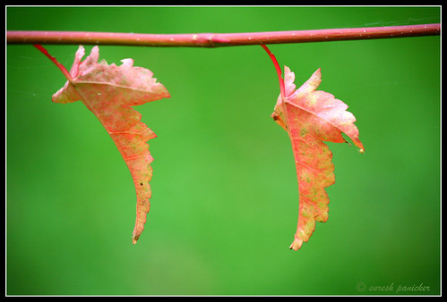 Maple brothers | by mayasureshp