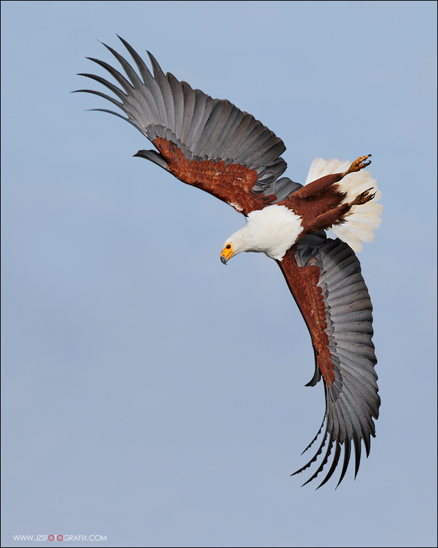 African fish eagle diving