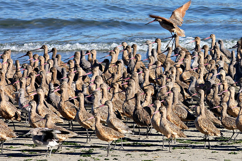 Walwit Marbled Godwits and Willets | Marbled Godwits and Willets, L… | Flickr
