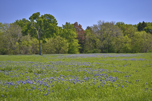 texas wildflowers bluebonnets texaswildflowers texasstateparks cedarhillstatepark pennfarm