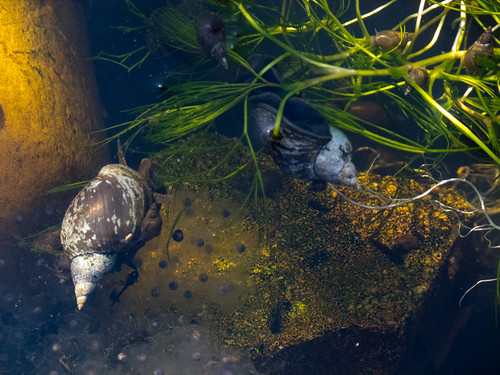 Snails and frogspawn