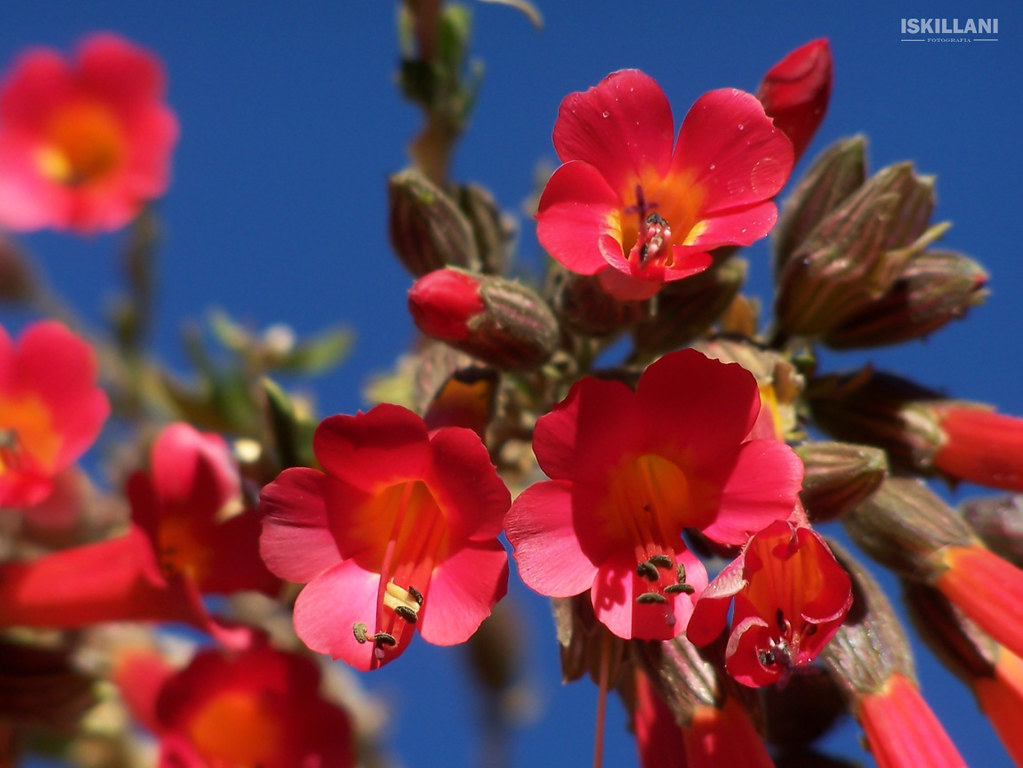 La cantuta - Flor Nacional del Perú | En lengua quechua se l… | Flickr
