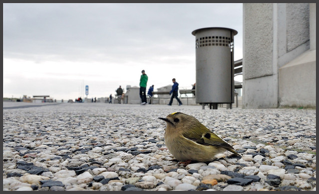 Exhausted migrant at Borkum