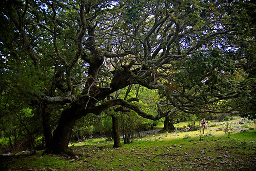Foresta Sas Baddes, Sardigna | Andrea Loria | Flickr