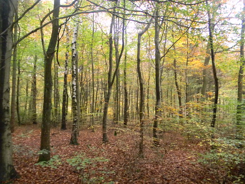 Autumn Colours 4 Princes Risborough to Great Missenden Monkton Wood