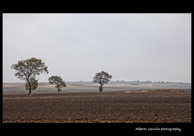 tre alberi - the three trees. (Explored 11/26/2011)