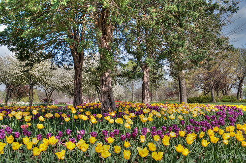 flower tulips background kansas topeka hdr lakeshawnee