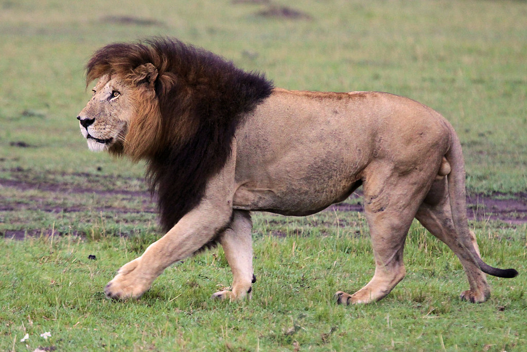 The Lifespan of a Lion: How long do lions live?