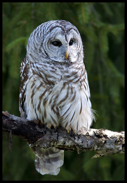 Barred owl 7
