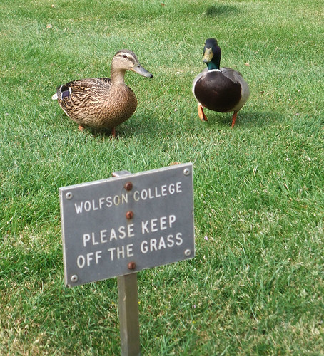 Ducks in College