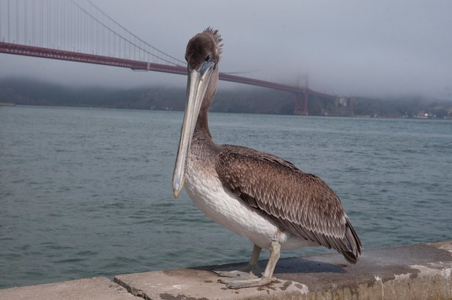 Pelican and the Bridge