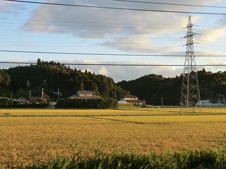 Rice fields in sunset