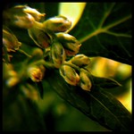 Mugwort (artemisia princeps) ヨモギ（蓬・艾） #weed #herb #buds