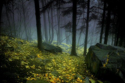 canada jaune montagne automne montréal bleu arbres montroyal pente brume roche parcdumontroyal feuillesmortes jauneetbleu