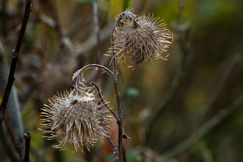 Thistle seed heads