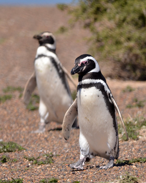 Magellanic Penguin (Spheniscus magellanicus)