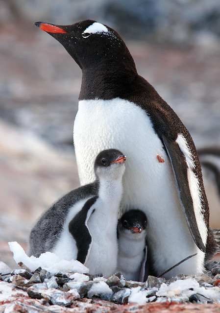 P2272865  Gentoo penguins