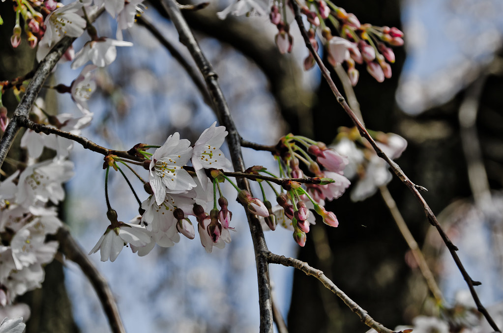 Cherry Blossoms 2012