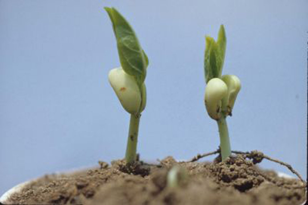 Epigeal germination of cowpea