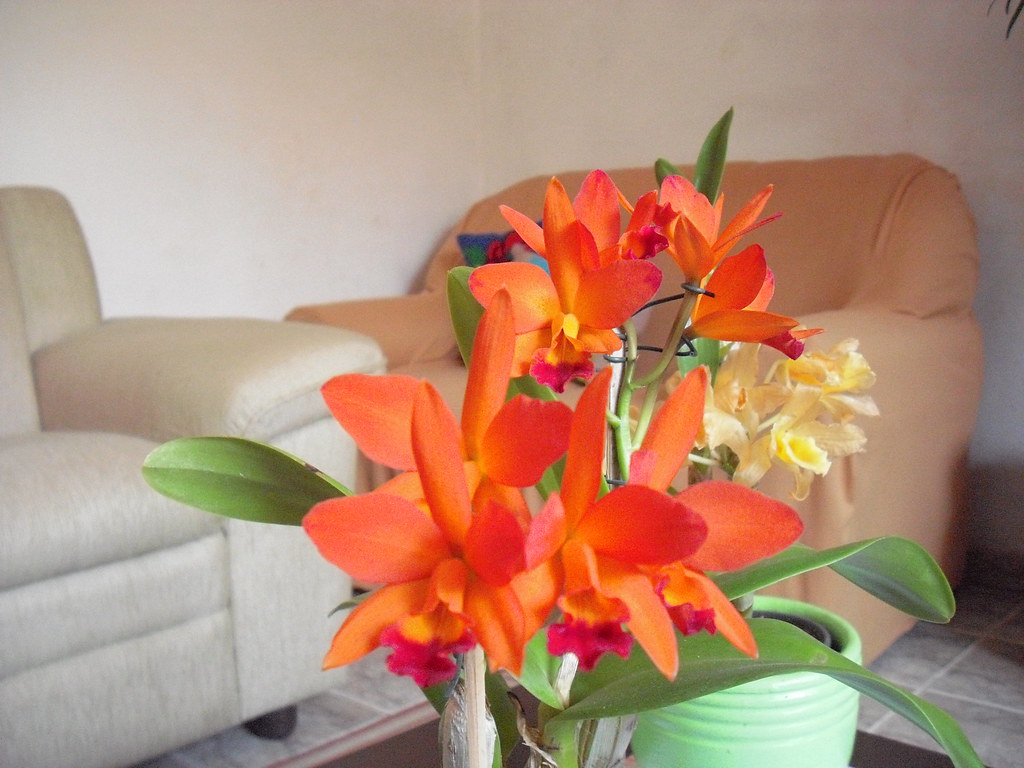 Catleya laranja - Orquídea laranja e ao lado amarela | Flickr