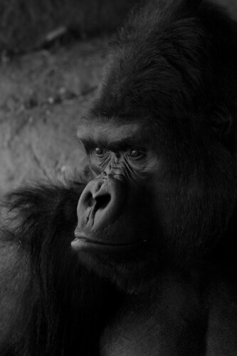 Silverback Gorilla by Alex-Takes-Photos