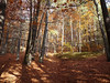 Podzimní les v okolí Starého Berštejna, foto: Petr Nejedlý
