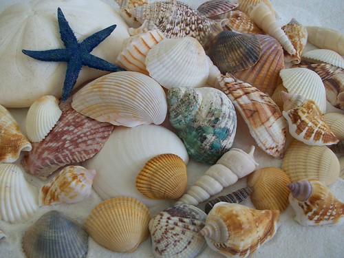 New Shells | by jencsi