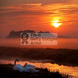 Swans At Dawn