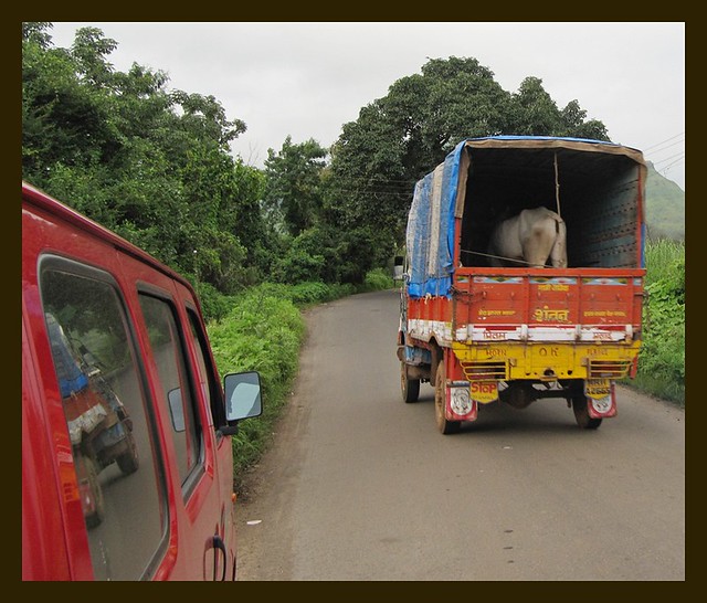 Cow in truck ahead of us on Thoseghar Satara road