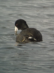 American Coot, Yellow Creek State Park, PA