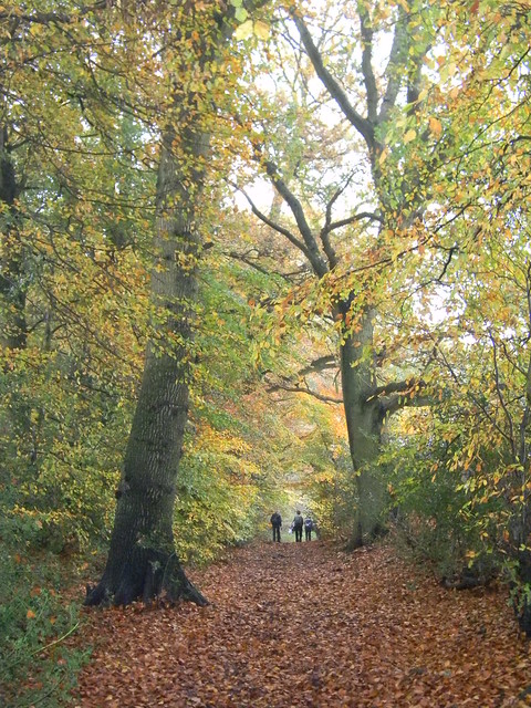 Autumn Colours 1 Princes Risborough to Great Missenden Monkton Wood