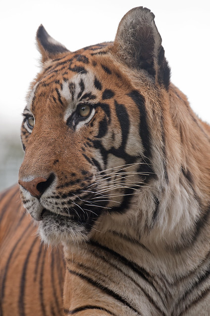 PORTRAIT OF A  BENGAL TIGER Panthera tigris tigris