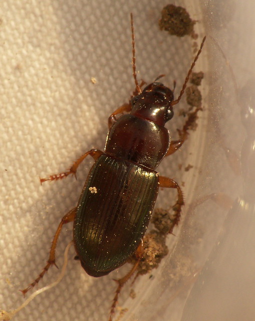 Carabidae - Harpalus affinis -  beetle