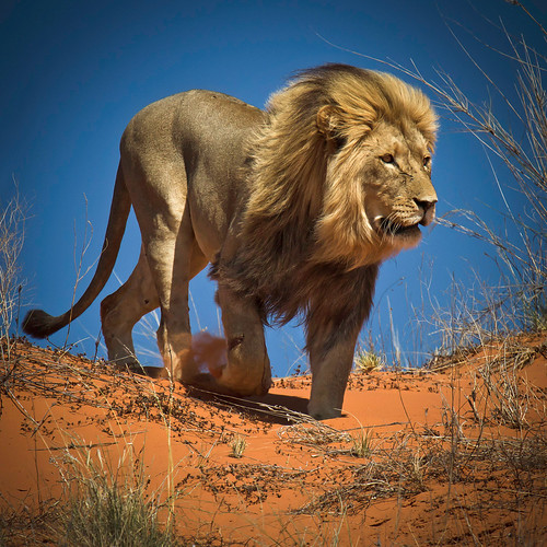 King of the Kalahari Desert | by Ania Tuzel Photography