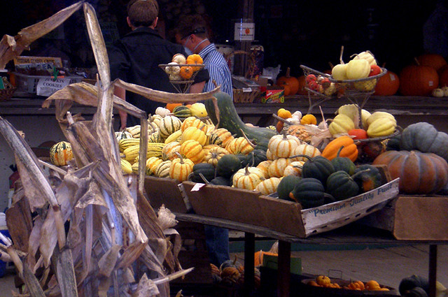 The Colorful Bounty of AUTUMN: Pumpkin Patch Squash, Ventura, CA. USA