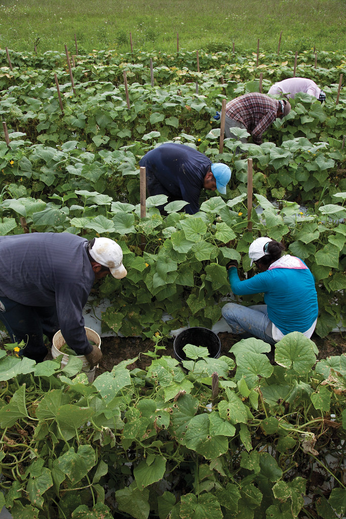 Ouvriers agricoles cueillant des concombres