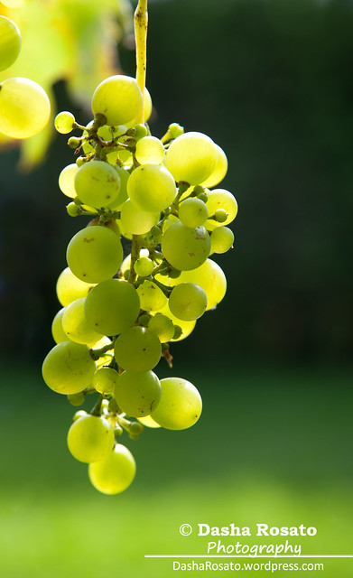 Green Grapes on Vine