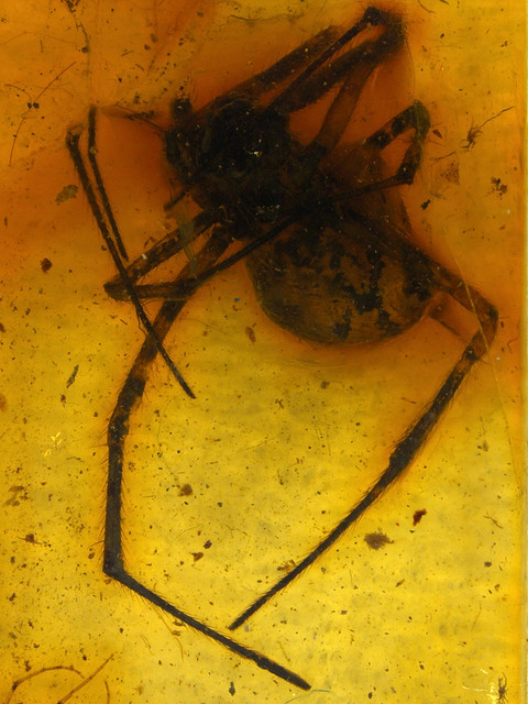 Baltic amber (40-50 MYO) - an orb-weaving spider (Araneidae, Araneus defunctus Petrunkevitch) Holotypus