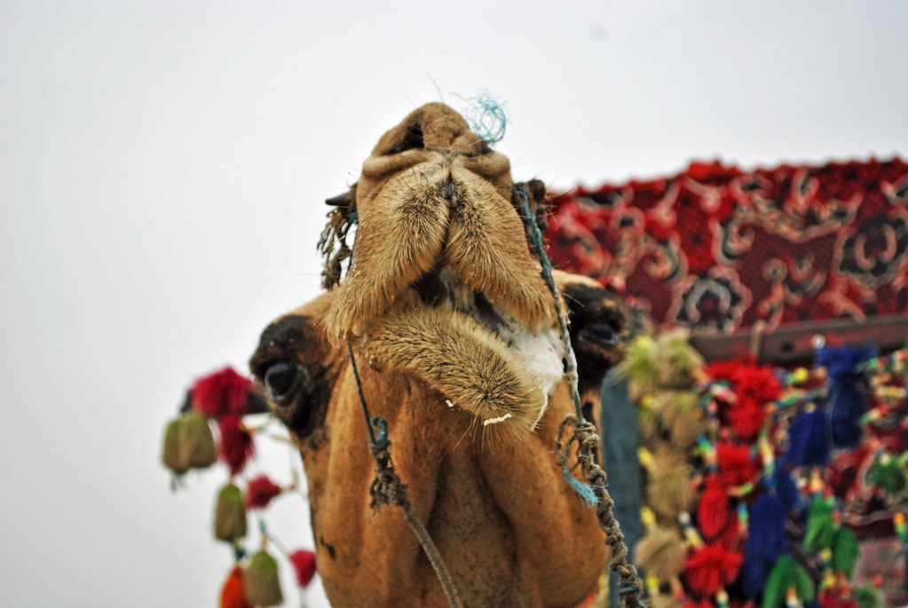 Pakistan Raju Raju The Camel - Sea View, Karachi, Pakistan | Irfan Ahmed | Flickr