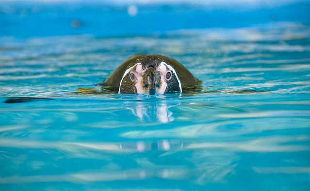 Humboldt Penguin (Spheniscus humboldti) Swimming