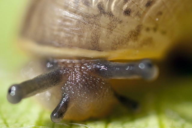 288/365  Snail face