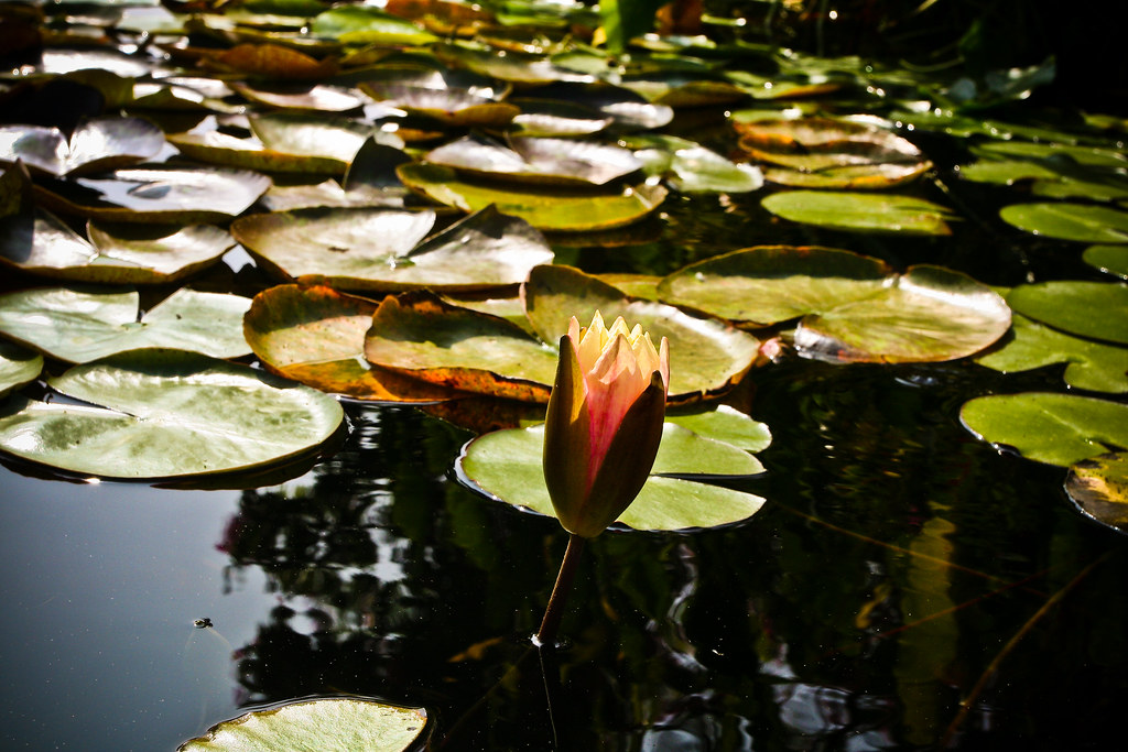 water-lily-mission-san-juan-capistrano-ca-sharon-mollerus-flickr