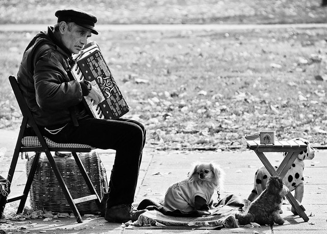 L'accordéoniste et ses chiens