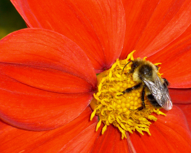 Red dahlia with a bee