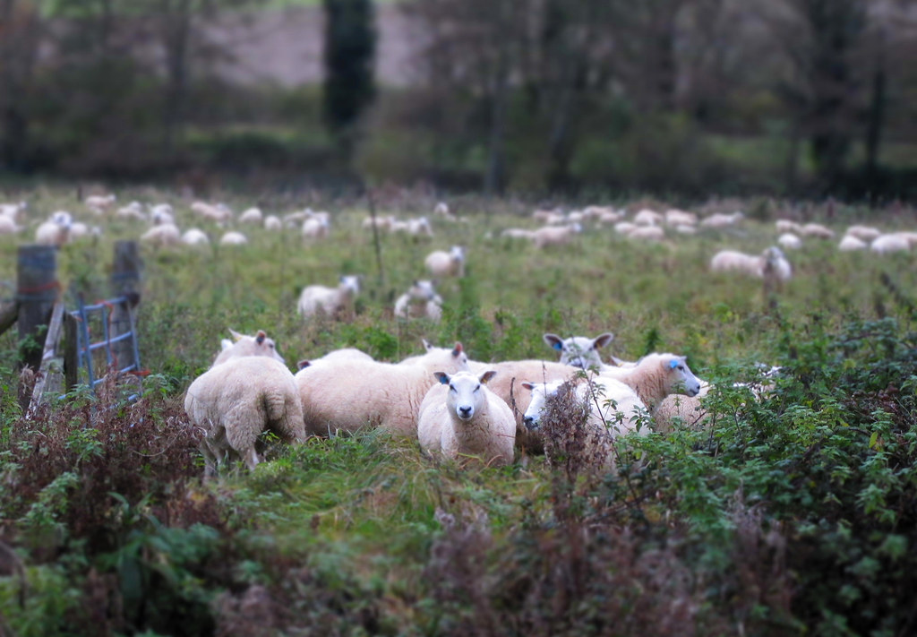 32of100 Local sheep | sarahs snaps1 | Flickr