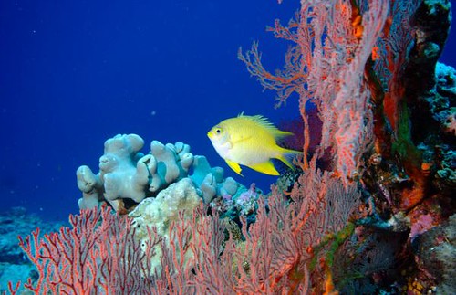 Nuova Caledonia Isola dei Pini