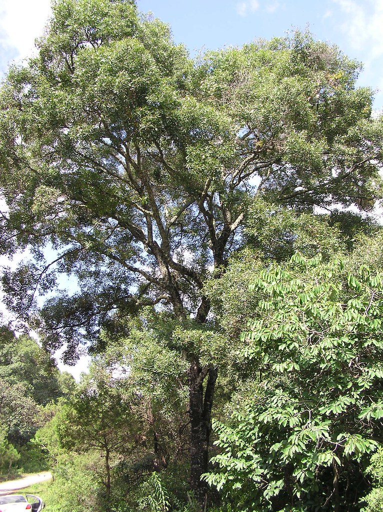 Quercus acutifolia Née 1801 (FAGACEAE)